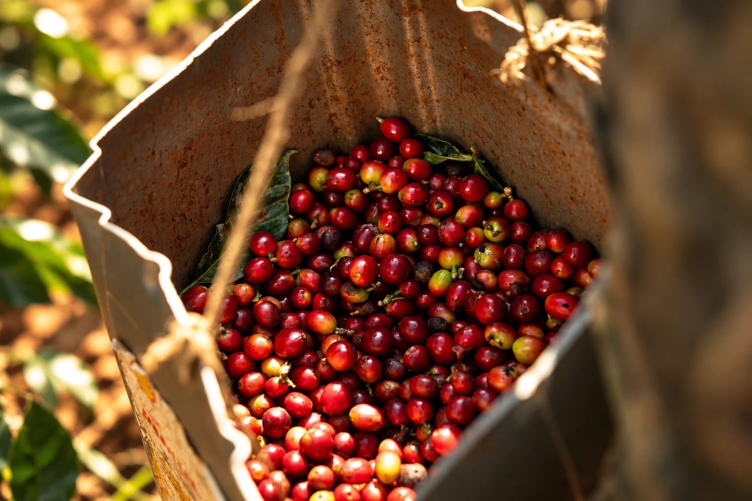 Freshly harvested red coffee cherries
