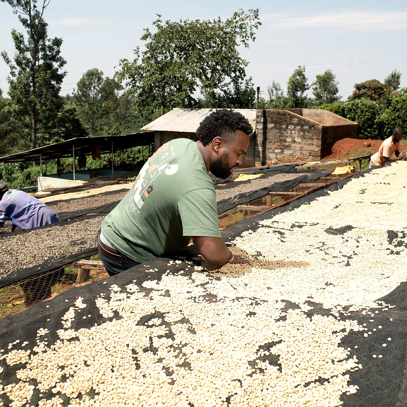 Coffee tended on sun-drying beds