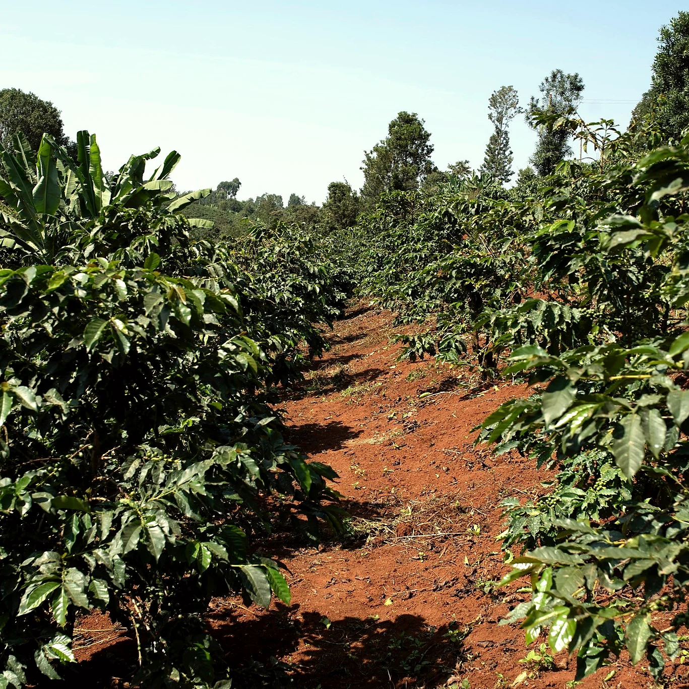 A red earth path between coffee trees in Kirinyaga